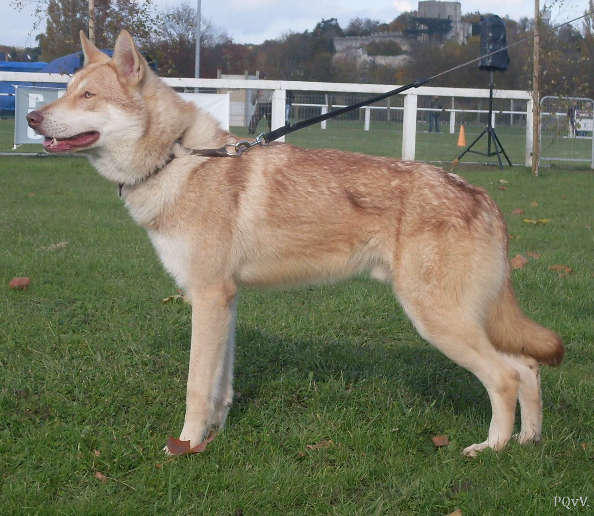  Ghinzu Gaaram de Daim Pre